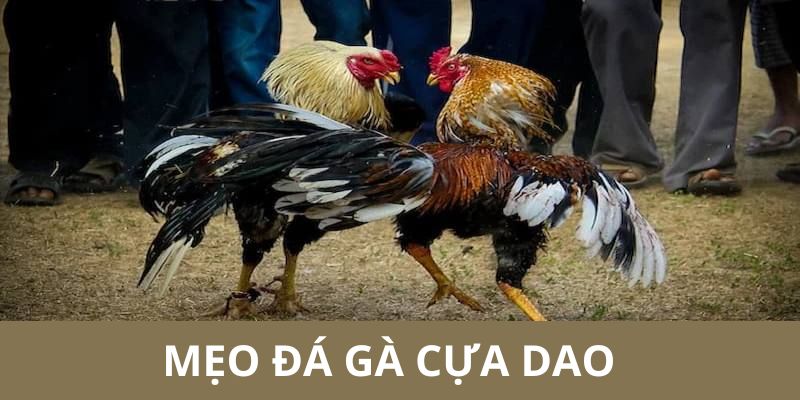 Những mẹo soi kèo gà đá cực hay được nhà cái bật mí