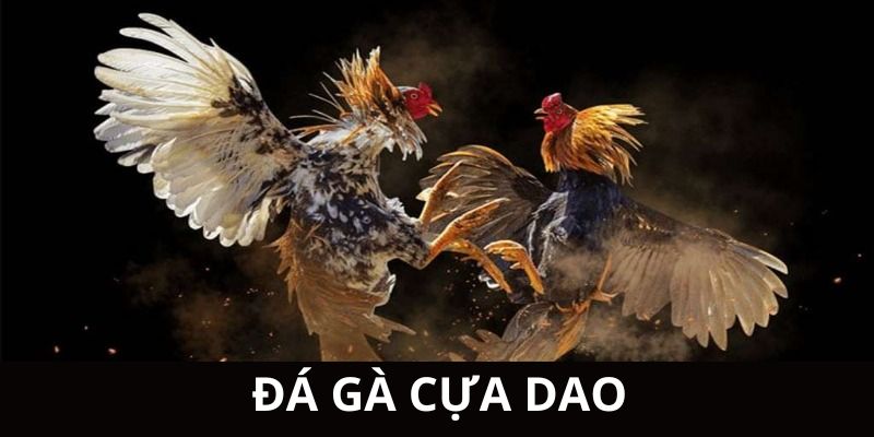 Đá Gà Cựa Dao - Những Điều Bạn Cần Biết Khi Soi Kèo